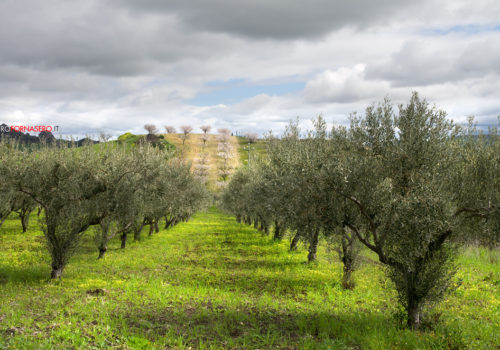 Filare Di Ulivi Nella Campagna Nissena