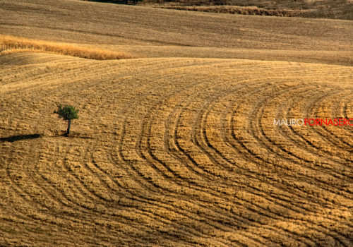 Campo Di Grano Appena Mietuto