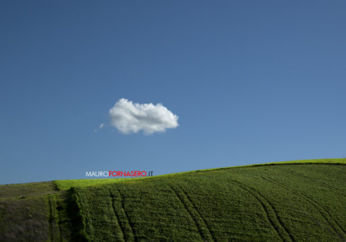 Campo Di Grano Verde