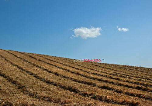 Campo Di Grano