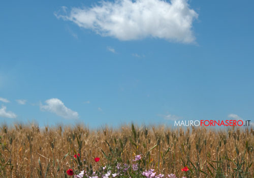 Campo Di Grano Con Fiori E Nuvola